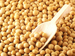 Organic soybeans: Togo eyes 10,000 tons output for 2018-2019 season