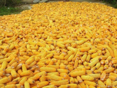 1.5 million people cultivate maize in Togo