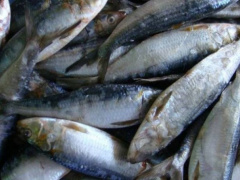 Togo: Artisanal fishing output up 50% in 2022, YoY