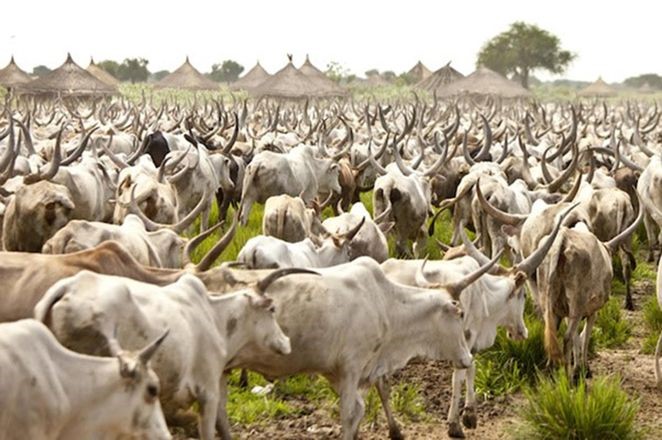 La transhumance aurait rapporté plus de 650 millions FCFA aux communes des Plateaux