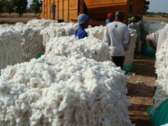 Cotton: Togo should produce 152,000 tons this campaign, according to the USDA