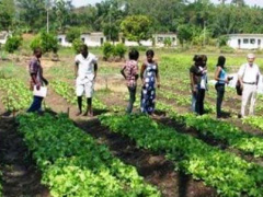 Togo : Public authorities decide to restructure the national school of agriculture of Tové