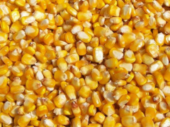 Cereal: Maize and wheat prices reach record levels worldwide