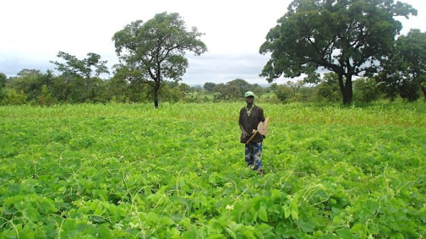 Togo: Government to carry out land census in order to valorize local arable lands