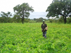 Togo: Government to carry out land census in order to valorize local arable lands