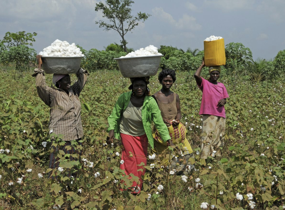 Togo : nouvelle baisse de 11 % de la production cotonnière