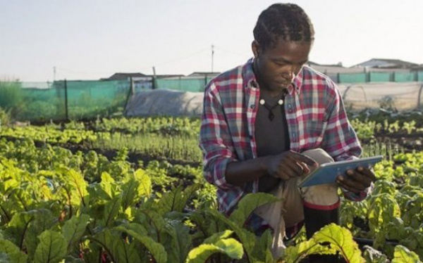 SimulAgri Togo, une application pour attirer les jeunes vers les métiers agricoles