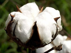 Cotton : Togo produces 180,000 tons during 2017-2018, against 108,000 the previous season