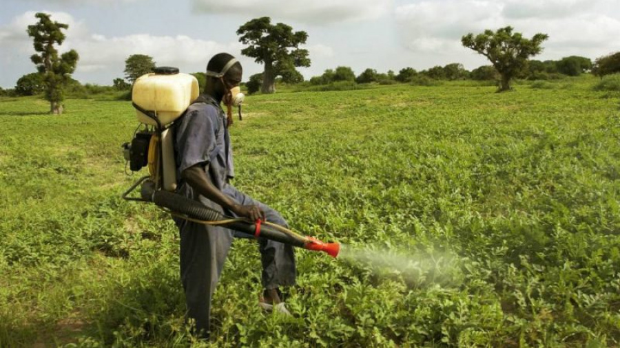 Pesticides : Le Togo rappelle sa guerre contre l’Atrazine et le Paraquat