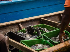 Nearly 30 tons of tilapia were harvested at Lake Nangbetô since August 2021