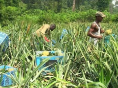 Togo produced over 40,000 t of pineapples in 2021-2022 season