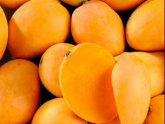 Togo Will Pump CFA1.715 Billion in the Mango Sector in 2024-2028