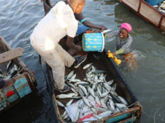 Togolese government will spend CFA2 billion on fishing and aquaculture projects in 2024