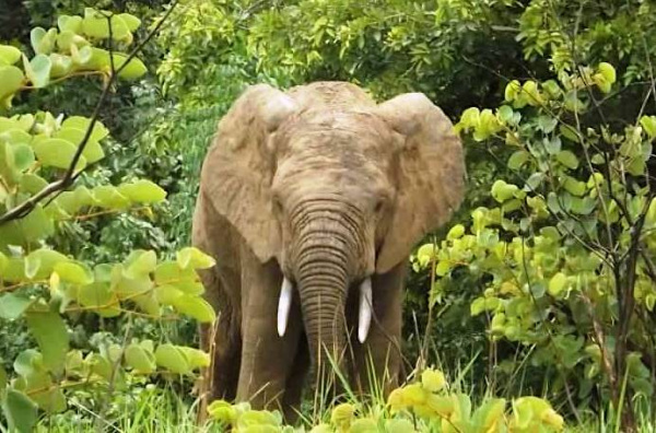 Togo : bientôt un cadre juridique pour la protection des espèces menacées