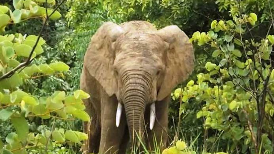 Togo : bientôt un cadre juridique pour la protection des espèces menacées