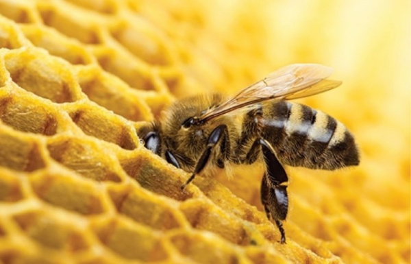 Appuyé par la Banque mondiale, le Togo va allouer 500 millions FCFA à la promotion de l’apiculture en 2019