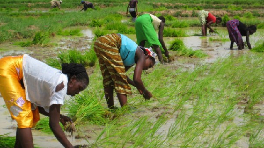 Le Togo mise sur le Fonds vert pour adapter son agriculture aux changements climatiques