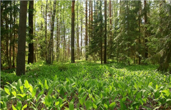 Togo : Lancement d’un programme de Restauration des paysages forestiers