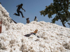 Togo: Cotton farmers urged to help the country achieve its 200,000 t output target by 2022