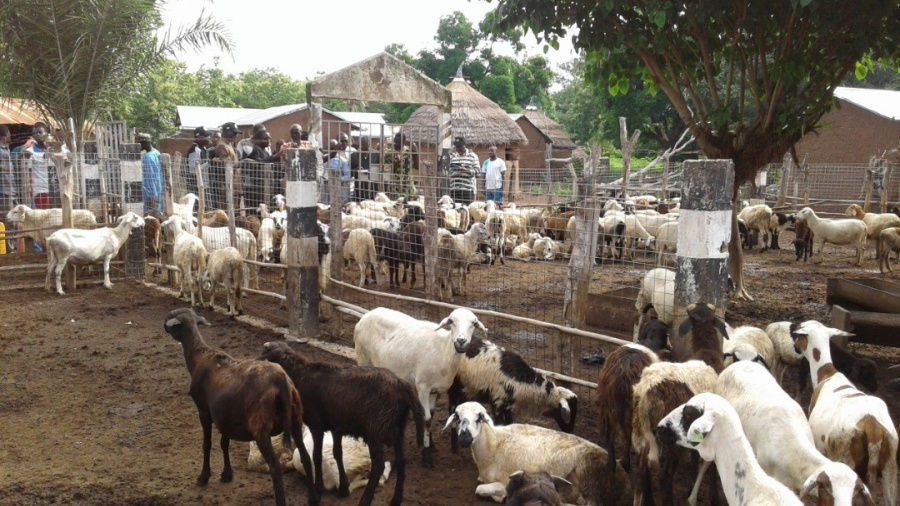 Togo : la bonne progression de la production animale !