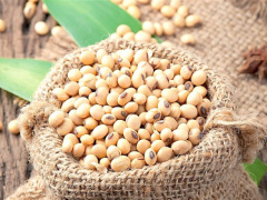 Enhanced Integrated Framework (WTO) : $2.4 million spent to revive soybean sector in Togo