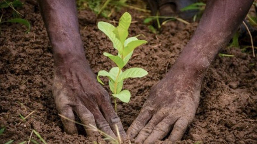 Togo : la banque panafricaine Ecobank s&#039;investit dans l’environnement