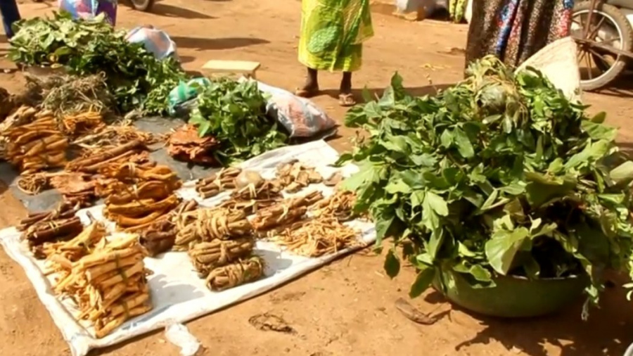 Togo : Bientôt l’intégration de la médecine traditionnelle dans l’enseignement supérieur ?