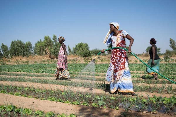 Togo: Government reports on its actions to boost agriculture in the northern Kara region