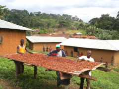 Togo: Coffee sector records good performances, trend expected to be sustained