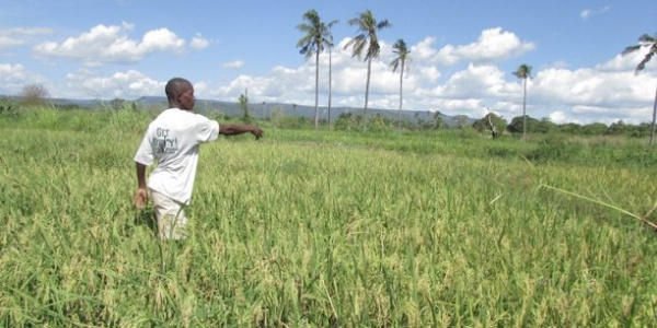 Togo: FAO supports forest and farm producers with more than XOF88 million, under its Forest and Farm Facility