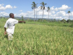 Togo: FAO supports forest and farm producers with more than XOF88 million, under its Forest and Farm Facility