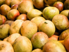 Togo: 12,000 t of Mangoes Exported in 2022