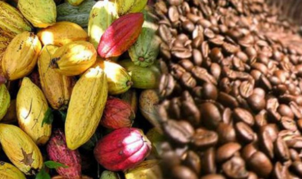 Togo : nouveau délai d’enregistrement pour la commercialisation du Café et du Cacao