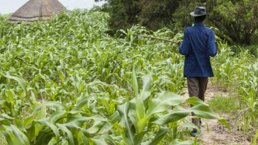 Togo : les opérateurs économiques encouragés à investir dans le secteur agricole