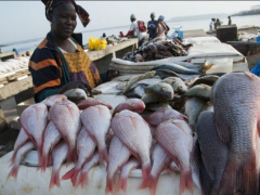 Combined fish output in 2018 and 2019 exceeded 37,000 tons in Togo