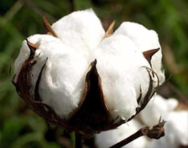 Pour la campagne 2017-2018, le Togo a produit  116 000 tonnes de coton-graine, contre 108 000 tonnes la campagne précédente