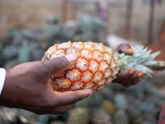 Togo: Adétikopé Industrial Platform Hosts Agri-food and Agricultural Financing Fair (SAFA)