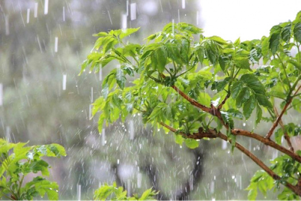 Campagne agricole 2024-2025 : au Togo, de fortes pluies attendues de septembre à novembre