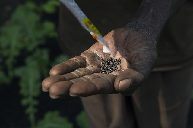 Togo : lancement d’un projet visant à garantir les droits des auteurs des découvertes ou créations d’espèces de plante