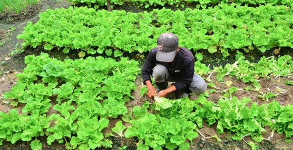 Togo secures $29.8 million from the U.S under Food for Progress program