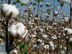 Togo&#039;s cotton sales to the EU in 2018 up by more than 50% compared to 2017