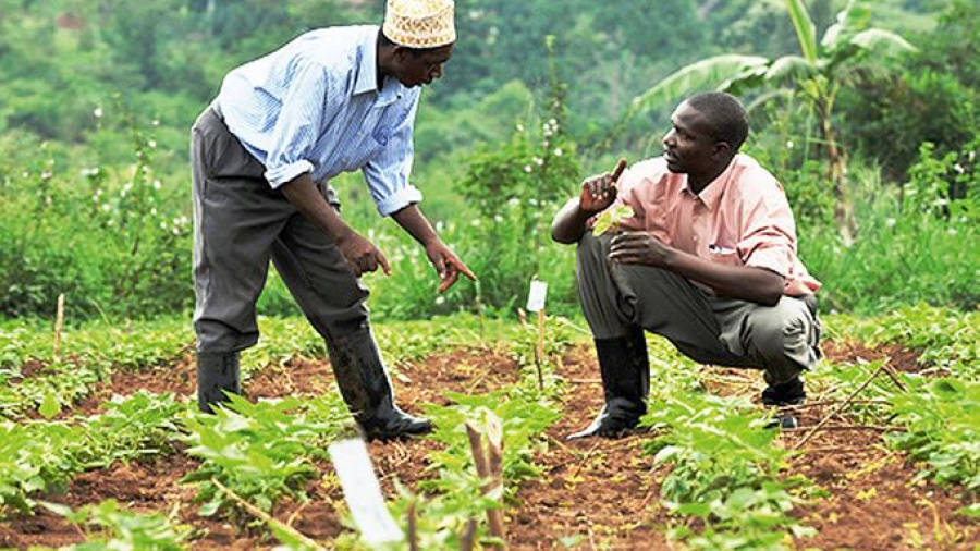 Le MIFA va accompagner les filières agricoles bios identifiées comme opportunités d’investissements