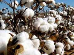 Togolese authorities are working on developing a whole value chain of cotton by-products