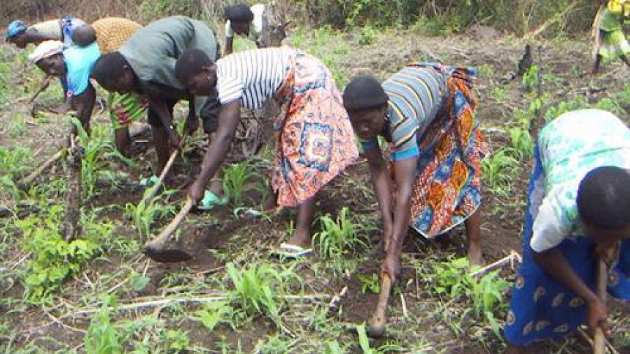 Au Togo, des groupements paysans seront immatriculés grâce au FAO