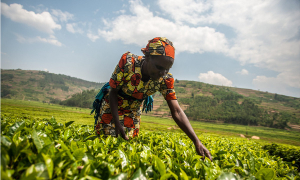 Togo : une croissance “robuste”, projetée à 6,6% en 2024