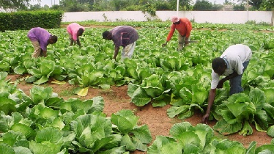 Accès des PME/PMI aux crédits agricoles : le Togo et la BAD balisent la voie