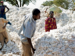 Cotton: Additional XOF35/kg will be paid to farmers for the 2018/19 season