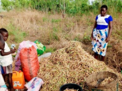 Cowpea: Gvt’ introduces two new varieties to boost national output