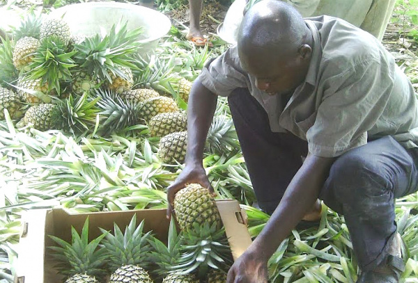 Une entreprise togolaise décroche 2,6 millions € pour produire du jus d&#039;ananas premium, destiné au marché européen