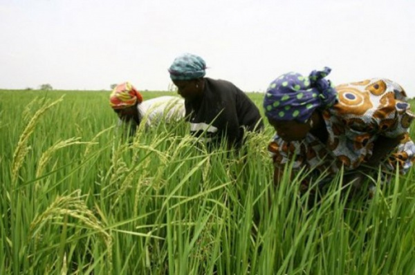 Togo Holds Meeting to Assess National Rice Development Strategy